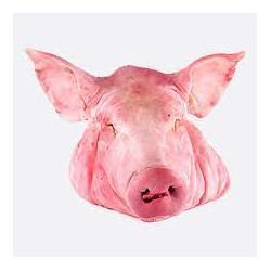 12.26KG CABEZA DE CERDO
